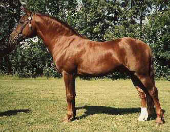 Casimirborgs Avocado RNF 63   Foto: SNF