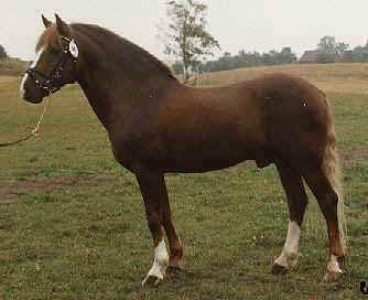 Fredriksbergs Chopin RNF 94   Foto: SNF