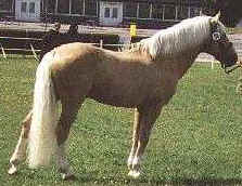 Fredriksbergs Chopin RNF 98    Foto:SNF